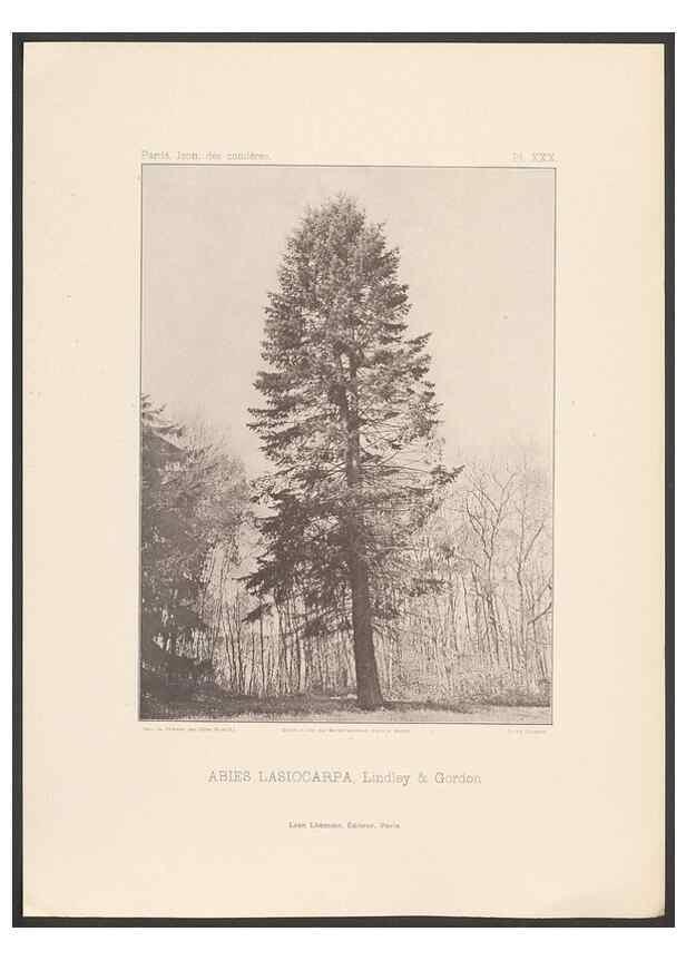 Reproducción/Reproduction 48307408132: Iconographie des conifères /. Paris :Librairie des sciences naturelles :[1912-1914].. 