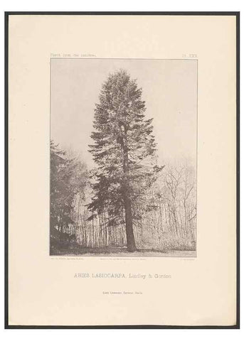 Reproducción/Reproduction 48307408132: Iconographie des conifères /. Paris :Librairie des sciences naturelles :[1912-1914].. 