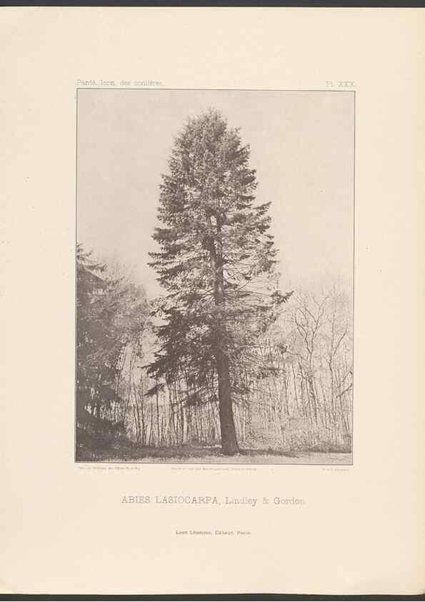 Reproducción/Reproduction 48307408132: Iconographie des conifères /. Paris :Librairie des sciences naturelles :[1912-1914].. 
