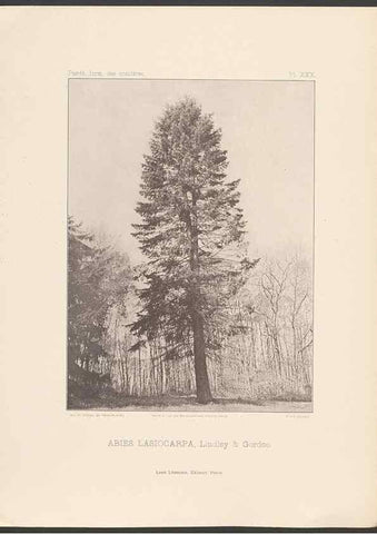 Reproducción/Reproduction 48307408132: Iconographie des conifères /. Paris :Librairie des sciences naturelles :[1912-1914].. 