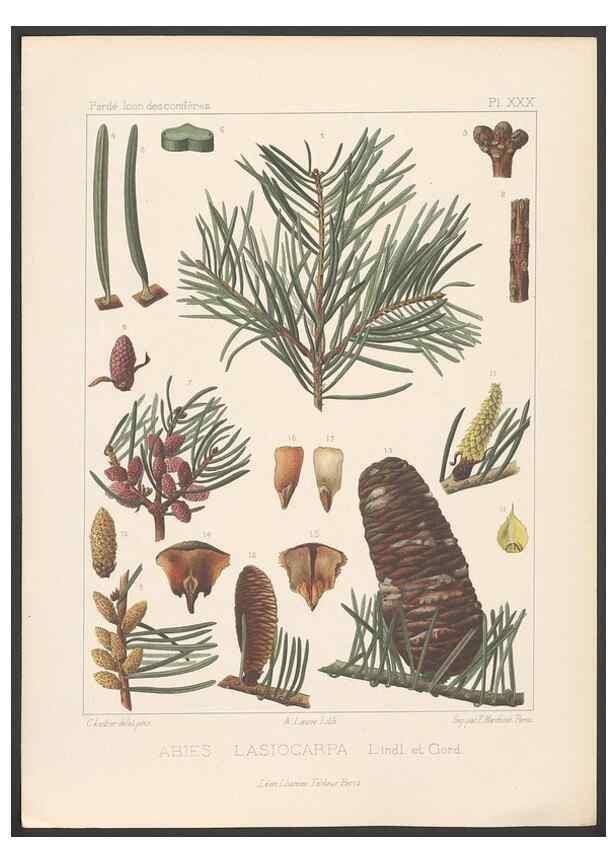 Reproducción/Reproduction 48307408637: Iconographie des conifères /. Paris :Librairie des sciences naturelles :[1912-1914].. 