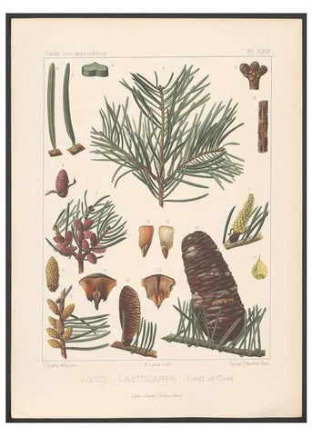 Reproducción/Reproduction 48307408637: Iconographie des conifères /. Paris :Librairie des sciences naturelles :[1912-1914].. 