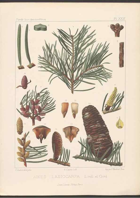 Reproducción/Reproduction 48307408637: Iconographie des conifères /. Paris :Librairie des sciences naturelles :[1912-1914].. 