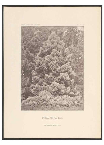 Reproducción/Reproduction 48307295551: Iconographie des conifères /. Paris :Librairie des sciences naturelles :[1912-1914].. 
