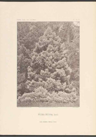 Reproducción/Reproduction 48307295551: Iconographie des conifères /. Paris :Librairie des sciences naturelles :[1912-1914].. 