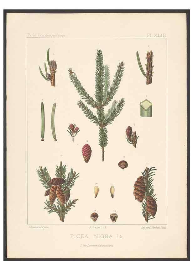 Reproducción/Reproduction 48307409807: Iconographie des conifères /. Paris :Librairie des sciences naturelles :[1912-1914].. 