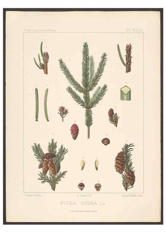 Reproducción/Reproduction 48307409807: Iconographie des conifères /. Paris :Librairie des sciences naturelles :[1912-1914].. 