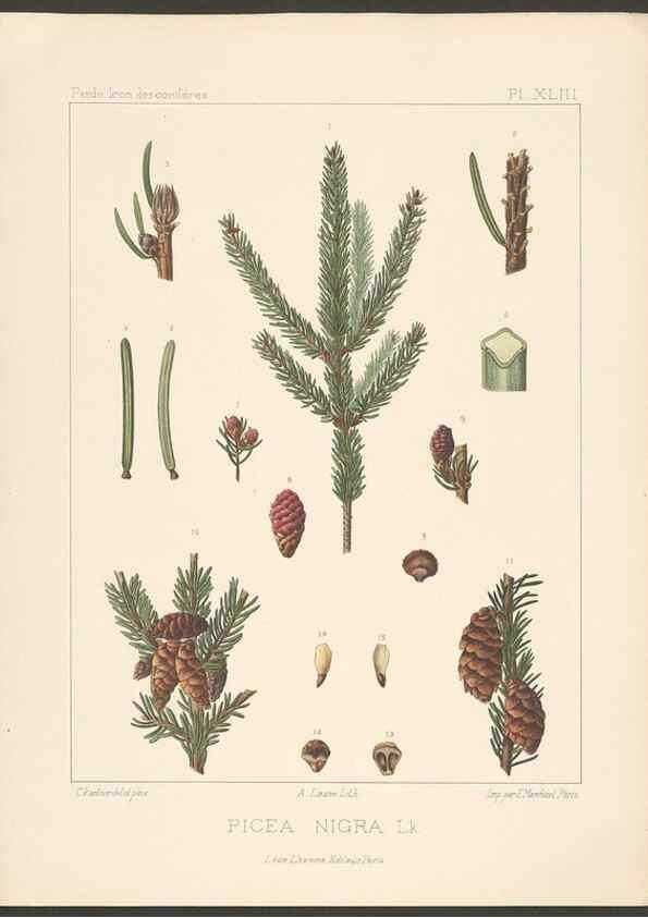 Reproducción/Reproduction 48307409807: Iconographie des conifères /. Paris :Librairie des sciences naturelles :[1912-1914].. 