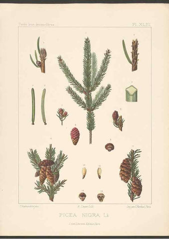 Reproducción/Reproduction 48307409807: Iconographie des conifères /. Paris :Librairie des sciences naturelles :[1912-1914].. 