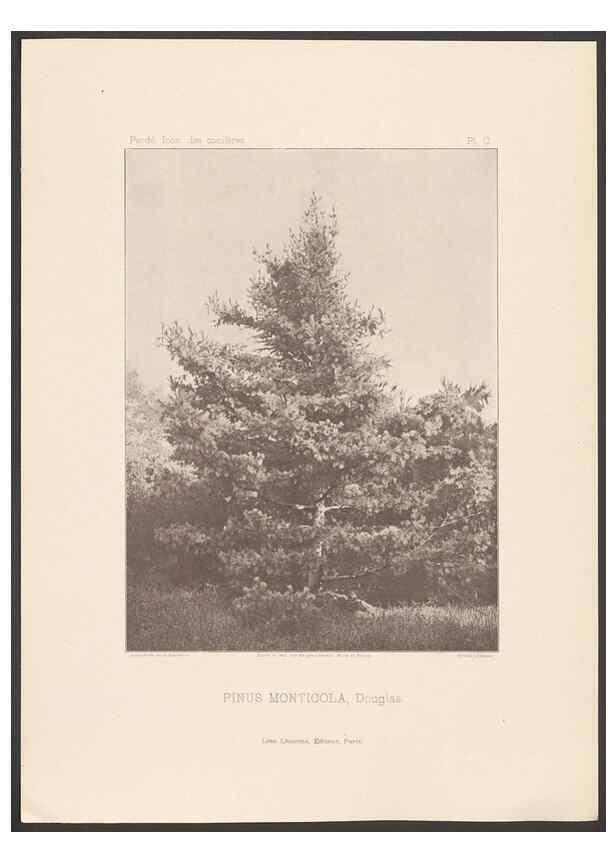 Reproducción/Reproduction 48307410317: Iconographie des conifères /. Paris :Librairie des sciences naturelles :[1912-1914].. 