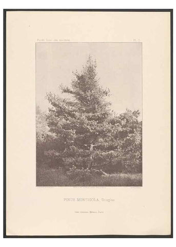 Reproducción/Reproduction 48307410317: Iconographie des conifères /. Paris :Librairie des sciences naturelles :[1912-1914].. 
