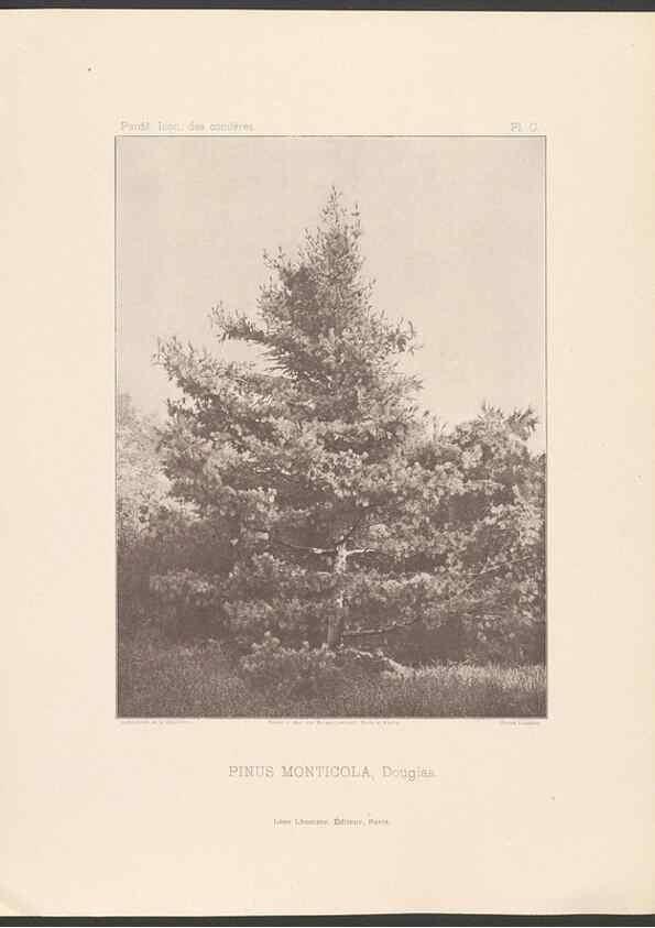 Reproducción/Reproduction 48307410317: Iconographie des conifères /. Paris :Librairie des sciences naturelles :[1912-1914].. 