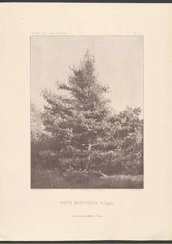 Reproducción/Reproduction 48307410317: Iconographie des conifères /. Paris :Librairie des sciences naturelles :[1912-1914].. 