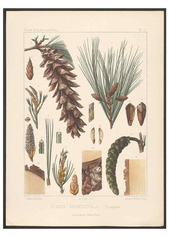 Reproducción/Reproduction 48307410872: Iconographie des conifères /. Paris :Librairie des sciences naturelles :[1912-1914].. 