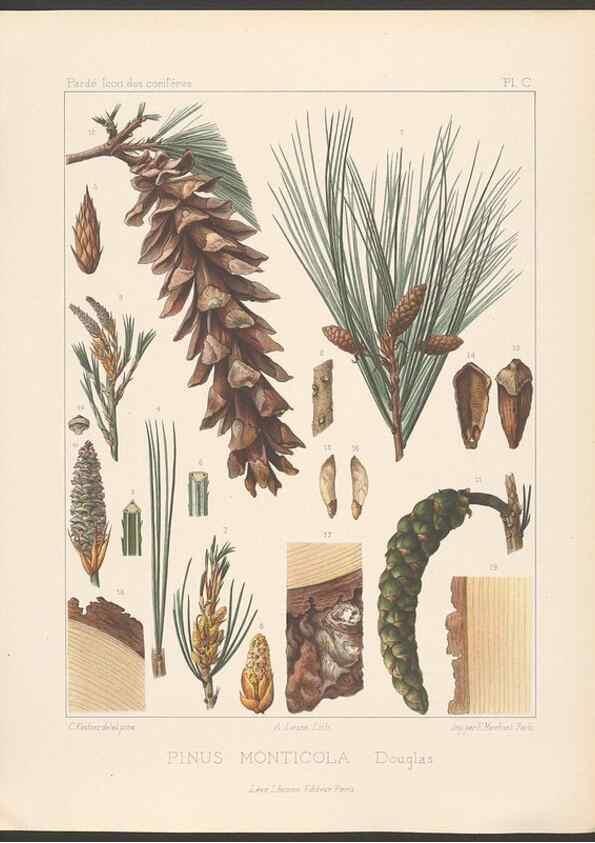 Reproducción/Reproduction 48307410872: Iconographie des conifères /. Paris :Librairie des sciences naturelles :[1912-1914].. 