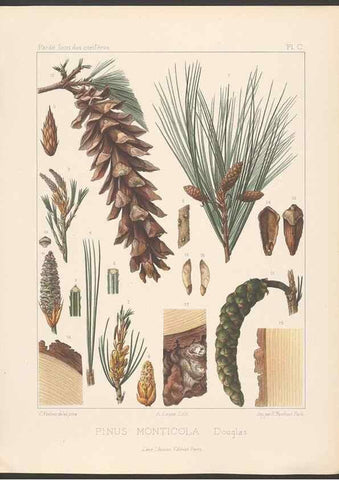 Reproducción/Reproduction 48307410872: Iconographie des conifères /. Paris :Librairie des sciences naturelles :[1912-1914].. 