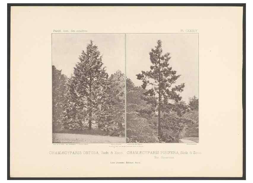 Reproducción/Reproduction 48307411542: Iconographie des conifères /. Paris :Librairie des sciences naturelles :[1912-1914].. 