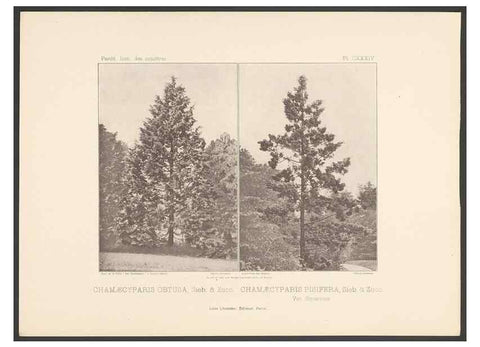 Reproducción/Reproduction 48307411542: Iconographie des conifères /. Paris :Librairie des sciences naturelles :[1912-1914].. 