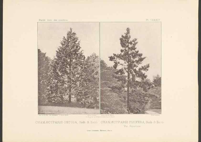 Reproducción/Reproduction 48307411542: Iconographie des conifères /. Paris :Librairie des sciences naturelles :[1912-1914].. 
