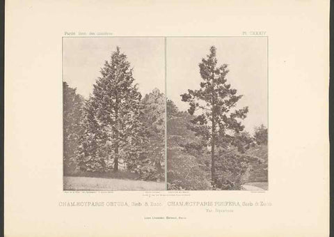 Reproducción/Reproduction 48307411542: Iconographie des conifères /. Paris :Librairie des sciences naturelles :[1912-1914].. 