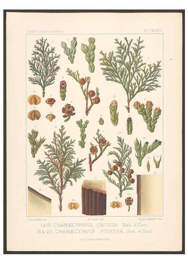 Reproducción/Reproduction 48307298051: Iconographie des conifères /. Paris :Librairie des sciences naturelles :[1912-1914].. 