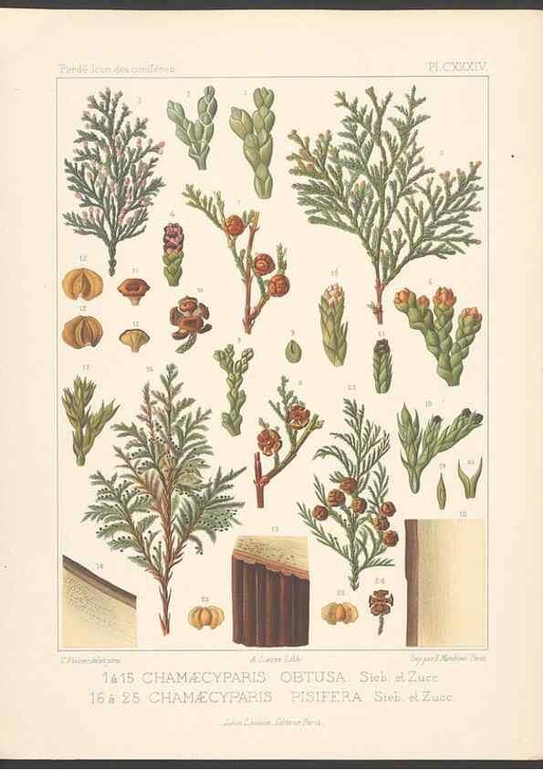 Reproducción/Reproduction 48307298051: Iconographie des conifères /. Paris :Librairie des sciences naturelles :[1912-1914].. 