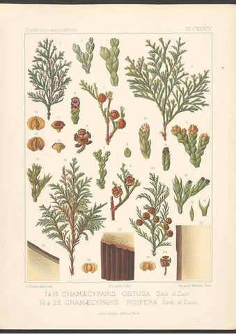 Reproducción/Reproduction 48307298051: Iconographie des conifères /. Paris :Librairie des sciences naturelles :[1912-1914].. 
