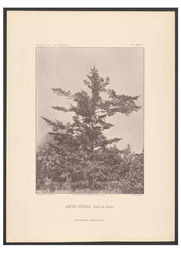 Reproducción/Reproduction 48307412592: Iconographie des conifères /. Paris :Librairie des sciences naturelles :[1912-1914].. 