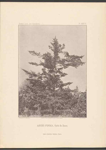 Reproducción/Reproduction 48307412592: Iconographie des conifères /. Paris :Librairie des sciences naturelles :[1912-1914].. 