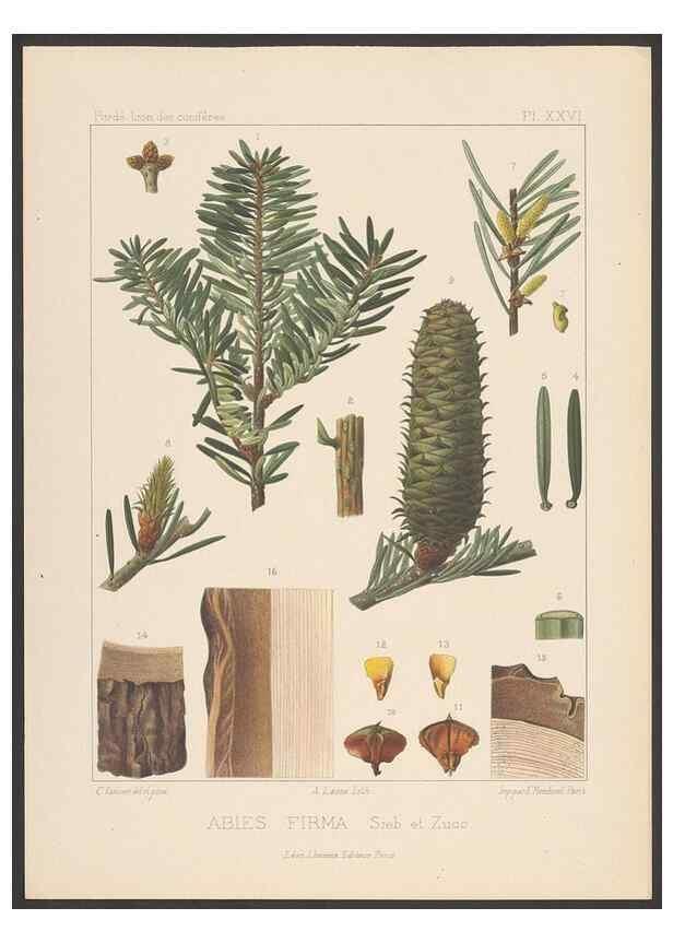 Reproducción/Reproduction 48307413152: Iconographie des conifères /. Paris :Librairie des sciences naturelles :[1912-1914].. 