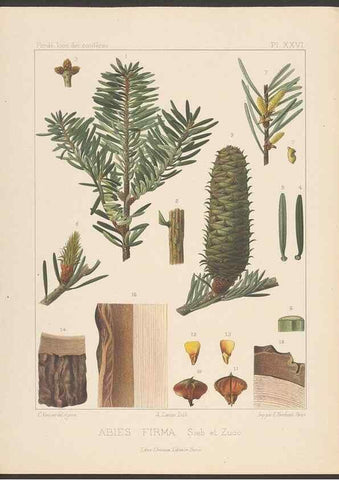 Reproducción/Reproduction 48307413152: Iconographie des conifères /. Paris :Librairie des sciences naturelles :[1912-1914].. 