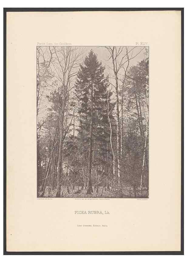 Reproducción/Reproduction 48307299751: Iconographie des conifères /. Paris :Librairie des sciences naturelles :[1912-1914].. 