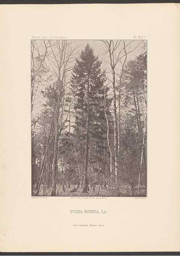 Reproducción/Reproduction 48307299751: Iconographie des conifères /. Paris :Librairie des sciences naturelles :[1912-1914].. 