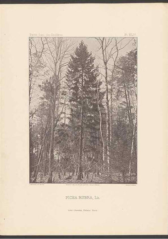 Reproducción/Reproduction 48307299751: Iconographie des conifères /. Paris :Librairie des sciences naturelles :[1912-1914].. 