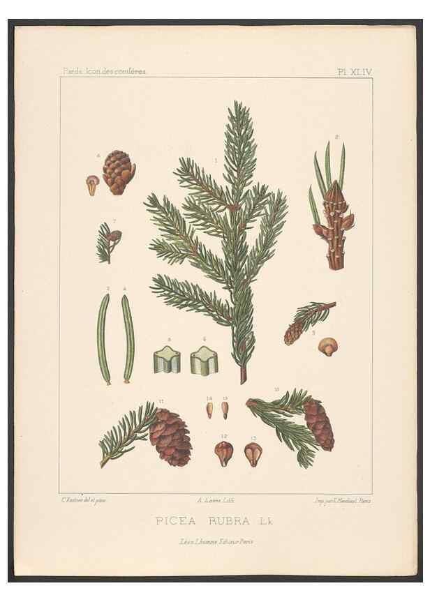 Reproducción/Reproduction 48307300381: Iconographie des conifères /. Paris :Librairie des sciences naturelles :[1912-1914].. 