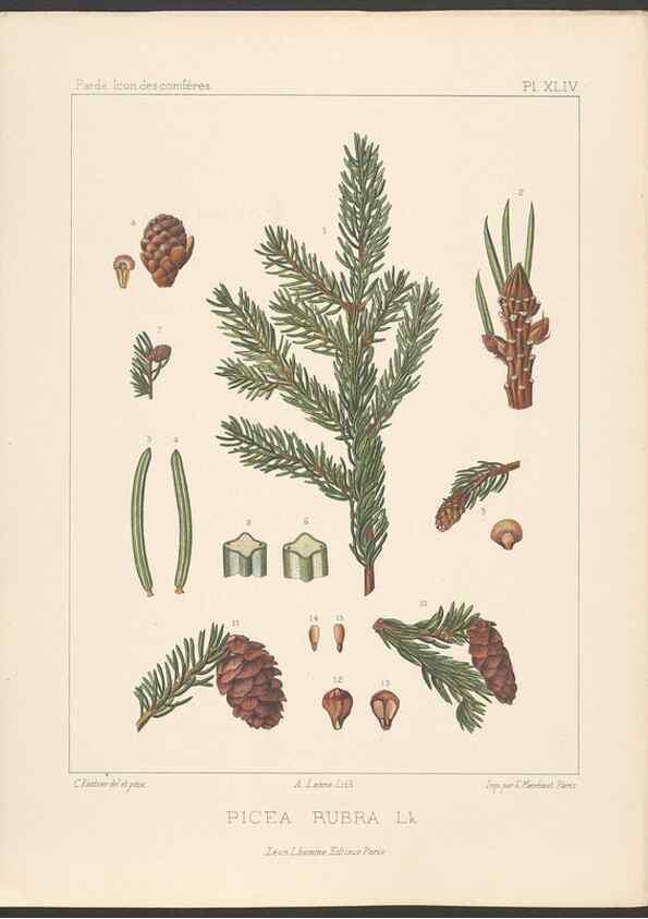 Reproducción/Reproduction 48307300381: Iconographie des conifères /. Paris :Librairie des sciences naturelles :[1912-1914].. 