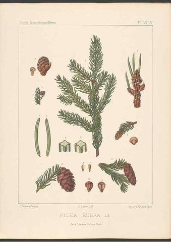 Reproducción/Reproduction 48307300381: Iconographie des conifères /. Paris :Librairie des sciences naturelles :[1912-1914].. 