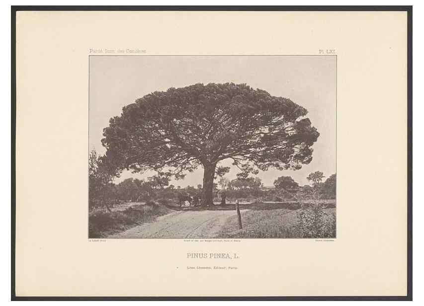 Reproducción/Reproduction 48307414782: Iconographie des conifères /. Paris :Librairie des sciences naturelles :[1912-1914].. 