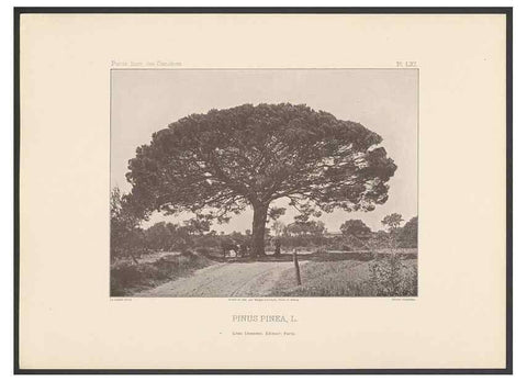 Reproducción/Reproduction 48307414782: Iconographie des conifères /. Paris :Librairie des sciences naturelles :[1912-1914].. 