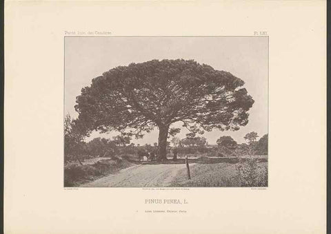 Reproducción/Reproduction 48307414782: Iconographie des conifères /. Paris :Librairie des sciences naturelles :[1912-1914].. 