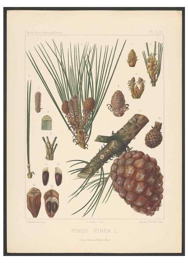 Reproducción/Reproduction 48307301696: Iconographie des conifères /. Paris :Librairie des sciences naturelles :[1912-1914].. 