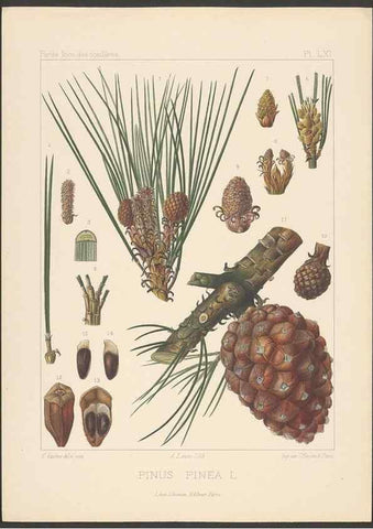 Reproducción/Reproduction 48307301696: Iconographie des conifères /. Paris :Librairie des sciences naturelles :[1912-1914].. 