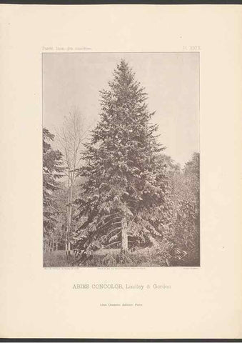Reproducción/Reproduction 48307407177: Iconographie des conifères /. Paris :Librairie des sciences naturelles :[1912-1914].. 