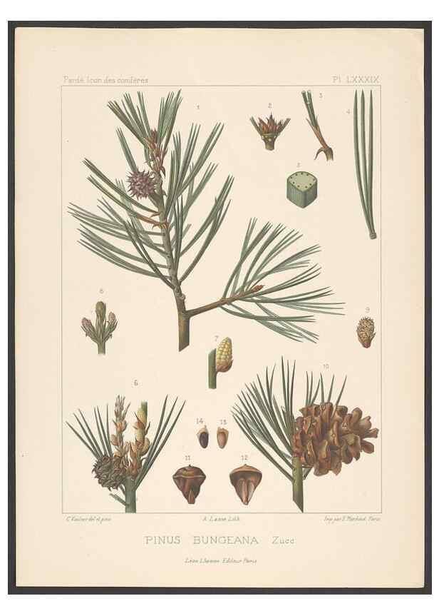 Reproducción/Reproduction 48307292846: Iconographie des conifères /. Paris :Librairie des sciences naturelles :[1912-1914].. 