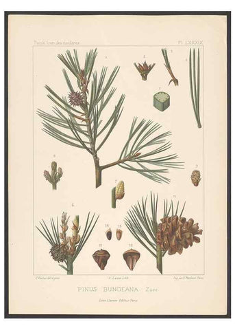 Reproducción/Reproduction 48307292846: Iconographie des conifères /. Paris :Librairie des sciences naturelles :[1912-1914].. 