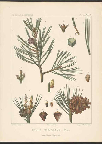 Reproducción/Reproduction 48307292846: Iconographie des conifères /. Paris :Librairie des sciences naturelles :[1912-1914].. 