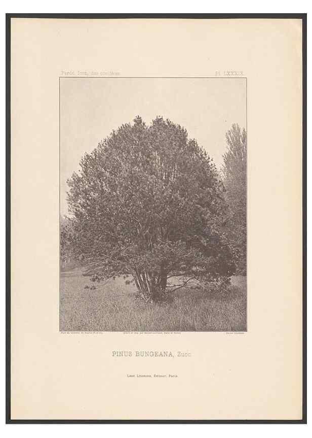 Reproducción/Reproduction 48307292386: Iconographie des conifères /. Paris :Librairie des sciences naturelles :[1912-1914].. 