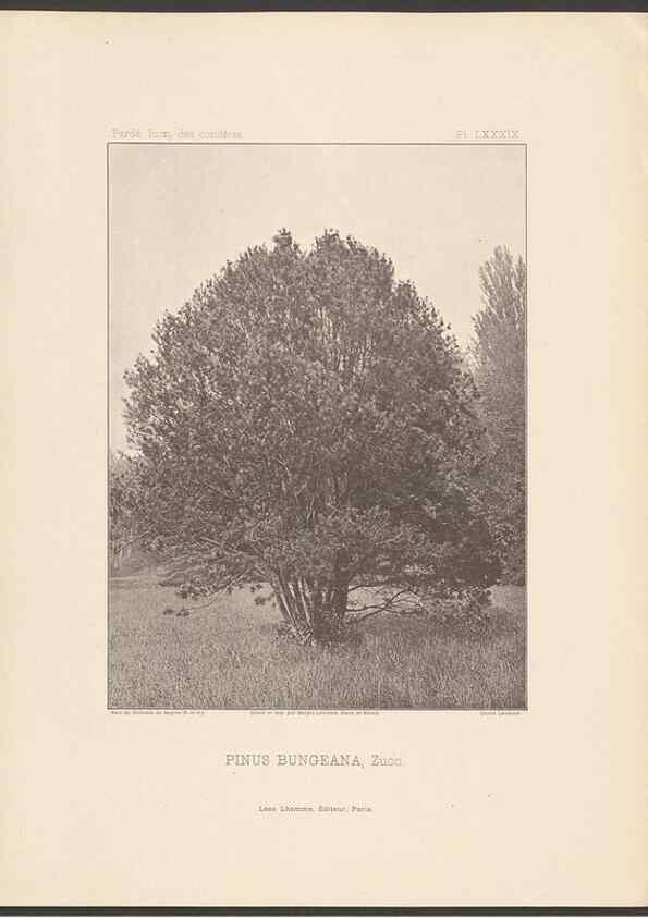 Reproducción/Reproduction 48307292386: Iconographie des conifères /. Paris :Librairie des sciences naturelles :[1912-1914].. 