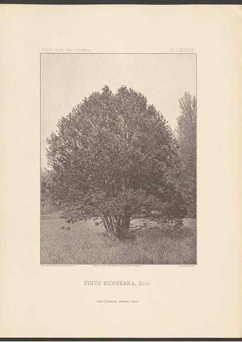 Reproducción/Reproduction 48307292386: Iconographie des conifères /. Paris :Librairie des sciences naturelles :[1912-1914].. 