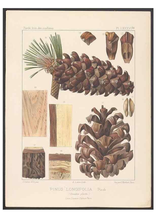Reproducción/Reproduction 48307406077: Iconographie des conifères /. Paris :Librairie des sciences naturelles :[1912-1914].. 